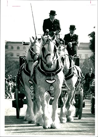 Shire Horses